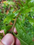 Image de <i>Solidago <i>canadensis</i></i> var. canadensis