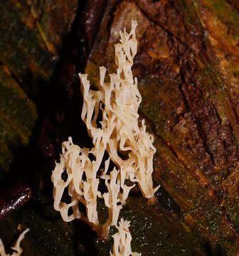 Image of Artomyces colensoi (Berk.) Jülich 1982