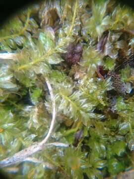 Image of toothed plagiomnium moss