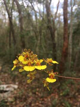 Image of Trichocentrum ascendens (Lindl.) M. W. Chase & N. H. Williams