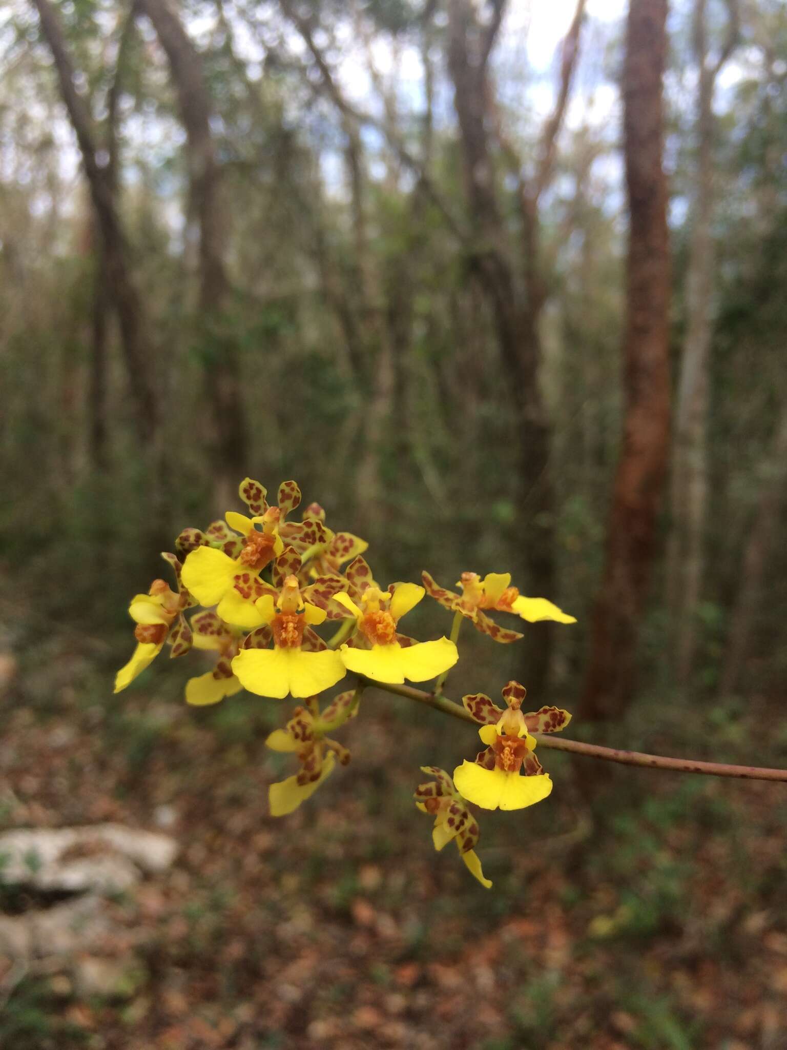 Trichocentrum ascendens (Lindl.) M. W. Chase & N. H. Williams的圖片