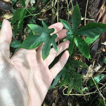 Image of Aristolochia cucurbitifolia Hayata