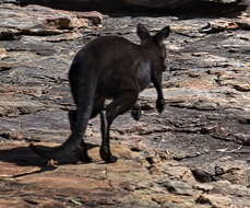 Imagem de Macropus bernardus W. Rothschild 1904