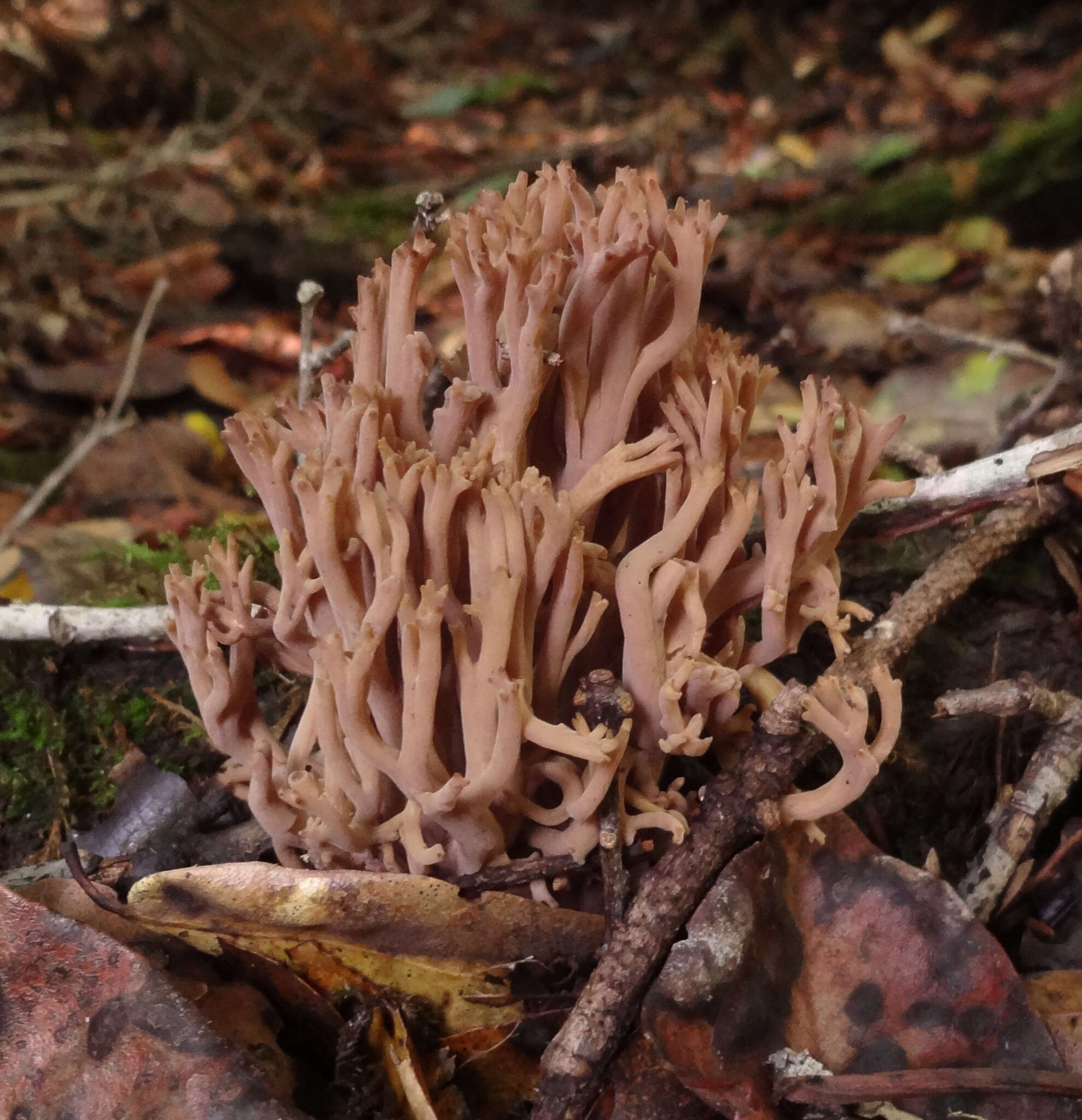 Image of Ramaria violaceibrunnea (Marr & D. E. Stuntz) R. H. Petersen 1986