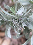 Image of Rhopalomyia cramboides Gagne 1983