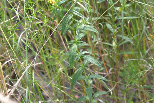 Sivun Hypericum adpressum W. C. P. Barton kuva