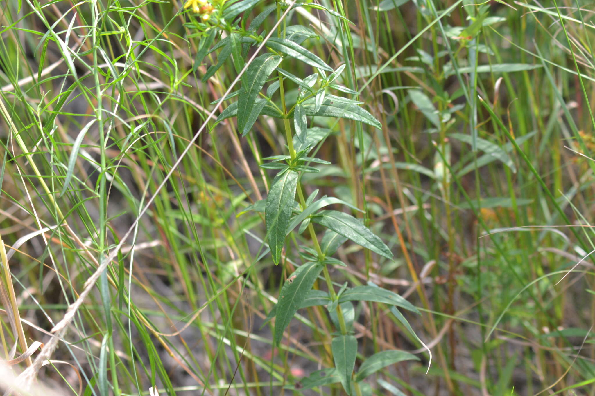 Sivun Hypericum adpressum W. C. P. Barton kuva