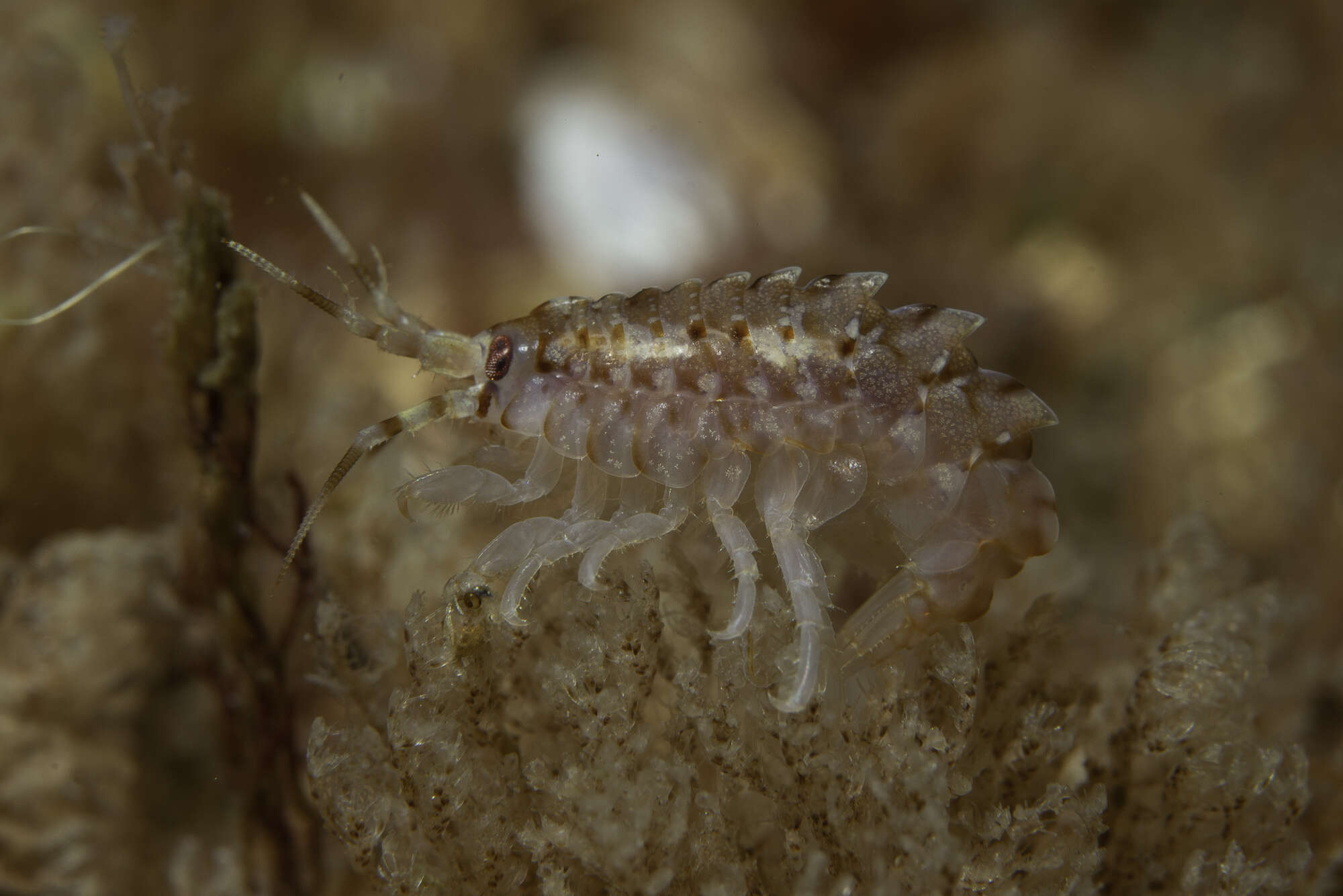 Image of Gammarellus homari (J. C. Fabricius 1779)