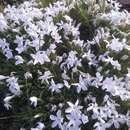 Imagem de Phlox missoulensis Wherry