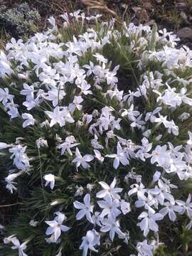 Image of Missoula phlox