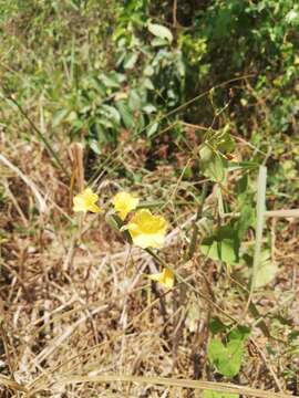 Image of Ipomoea microsepala Benth.