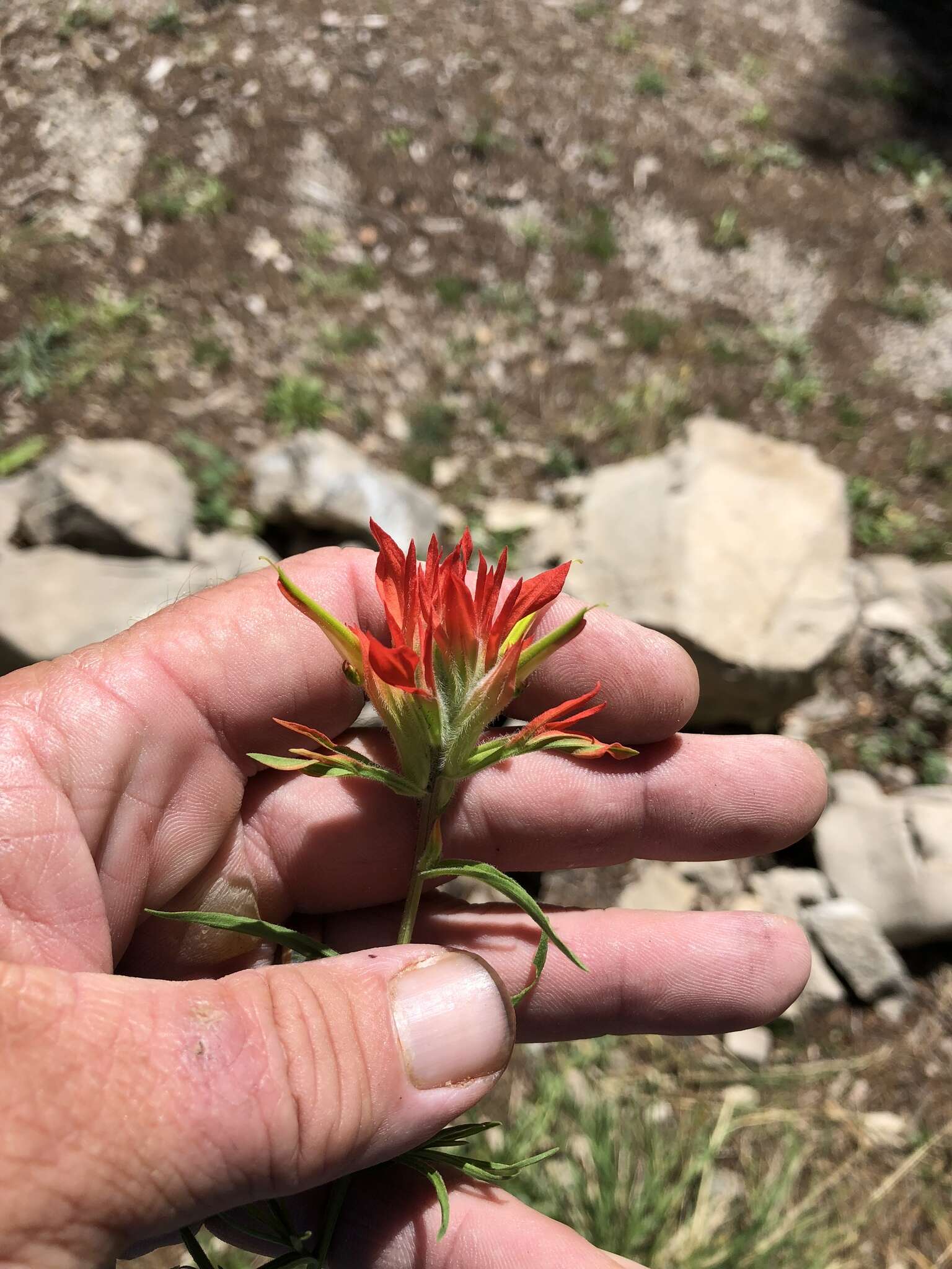 Image of Sacramento Mountain Indian paintbrush