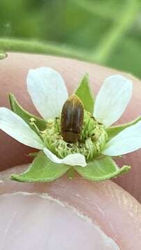 Image of Western Raspberry Fruitworm