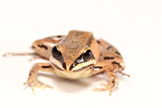 Plancia ëd Leptodactylus didymus Heyer, García-Lopez & Cardoso 1996