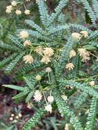 Image de Acacia pentadenia Lindl.