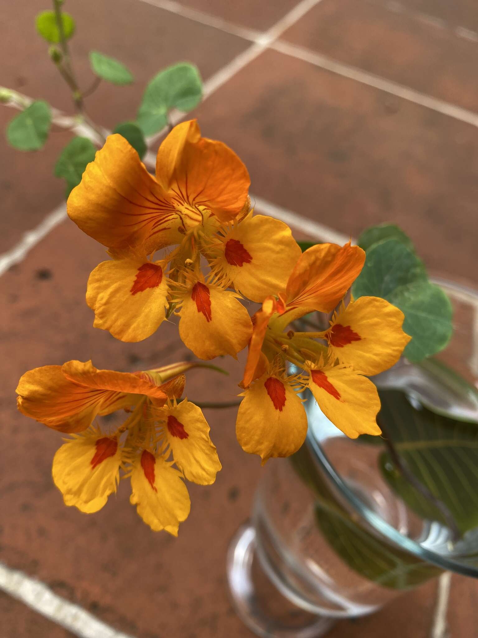 Image of dwarf nasturtium