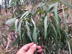 Image of northern gray ironbark