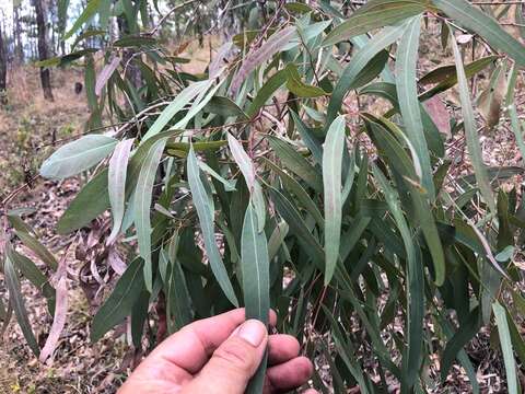 Image of northern gray ironbark