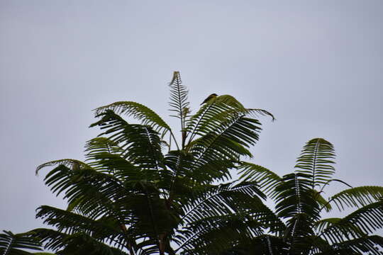 Image of Yellow-bellied Dacnis