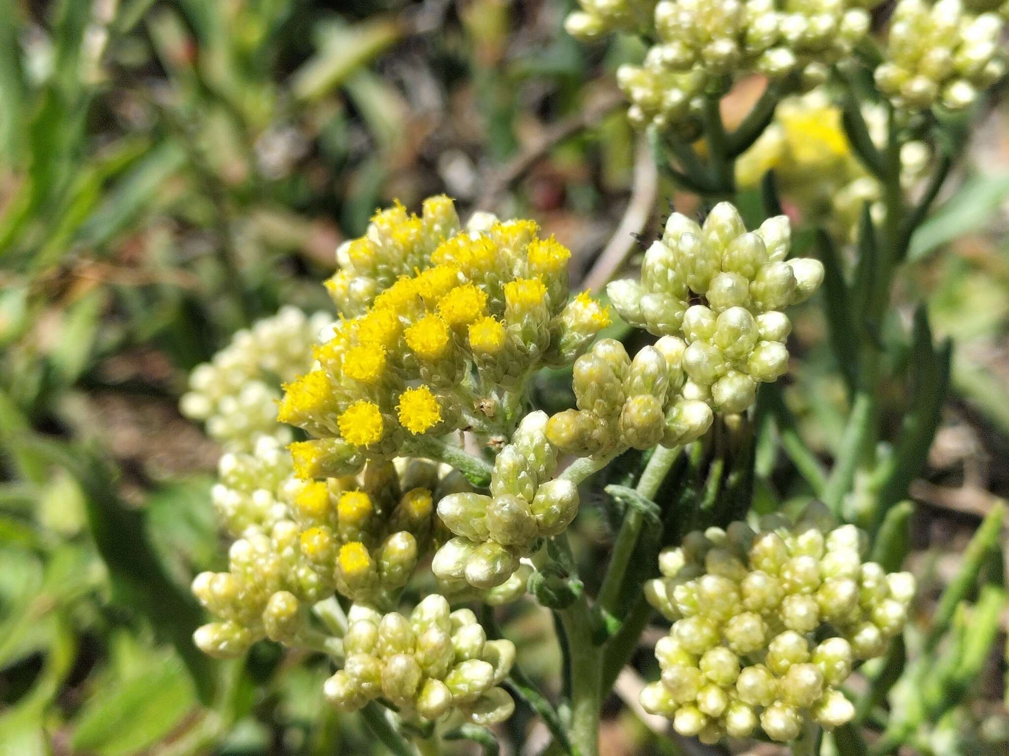 صورة Helichrysum revolutum (Thunb.) Less.