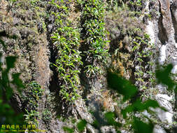 Image of Bell-Shaped Pitcher-Plant