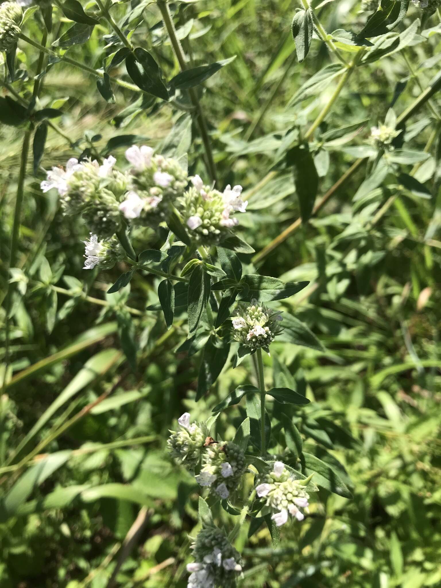 Image of whorled mountainmint