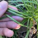 Image of Stylidium elongatum Benth.