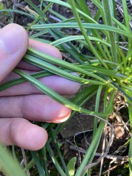 Image of Stylidium elongatum Benth.