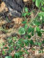 Image of desert rose