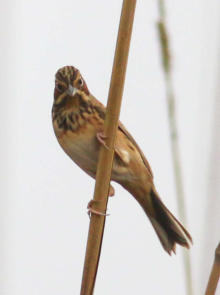 Image of Chestnut-eared Bunting