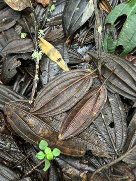 Image of Meriania aguaditensis Humberto Mend. & Fern. Alonso