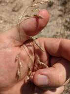 Image of Texas fluffgrass