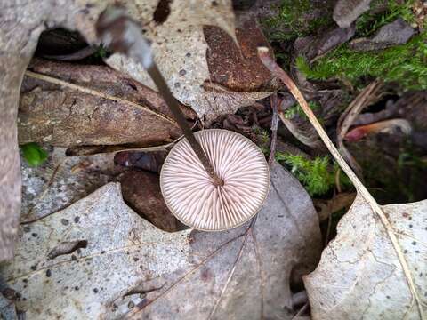 Image of Entoloma conicum (Sacc.) Hesler 1967