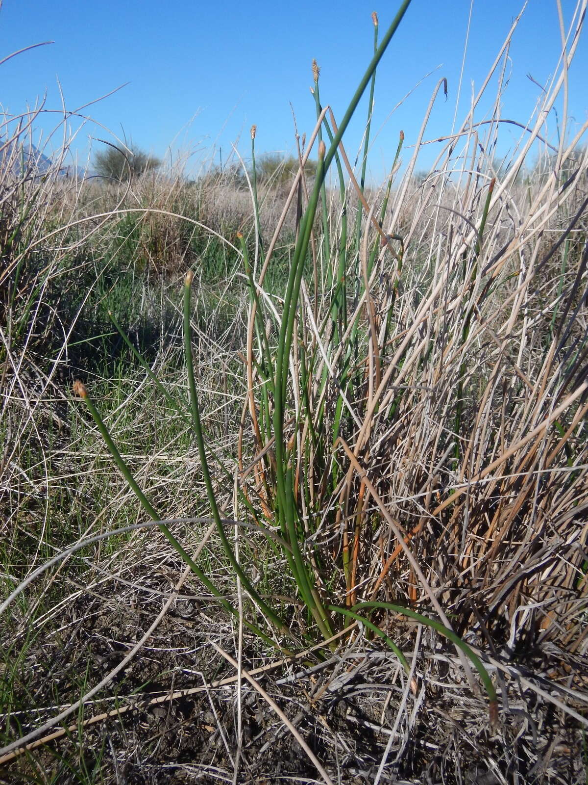 Imagem de Eleocharis limosa (Schrad.) Schult.