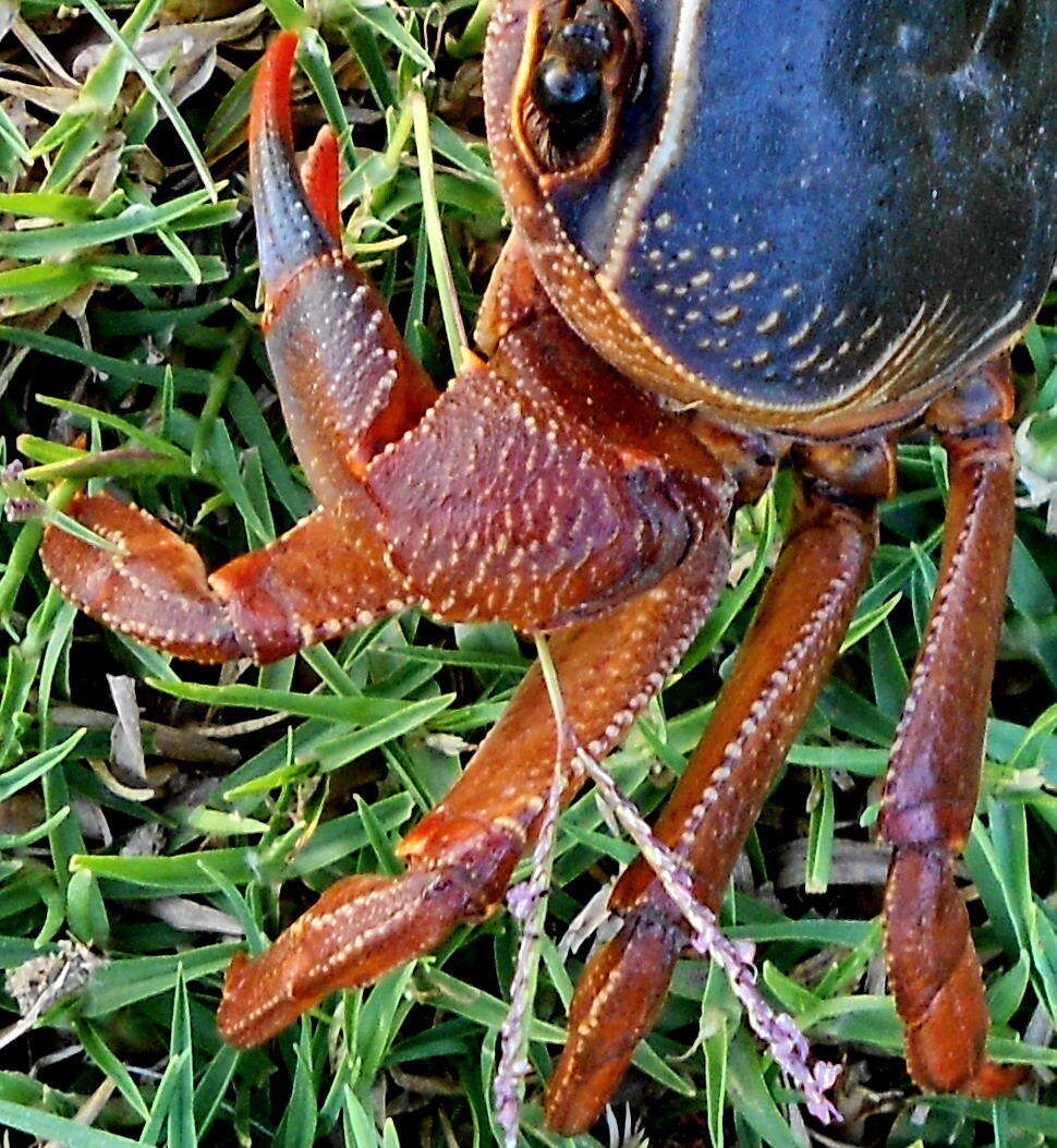 Image of Natal River Crab