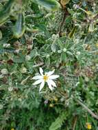 Image of Chiliotrichum