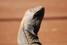 Image of De Queiroz's Spiny-tailed Iguana