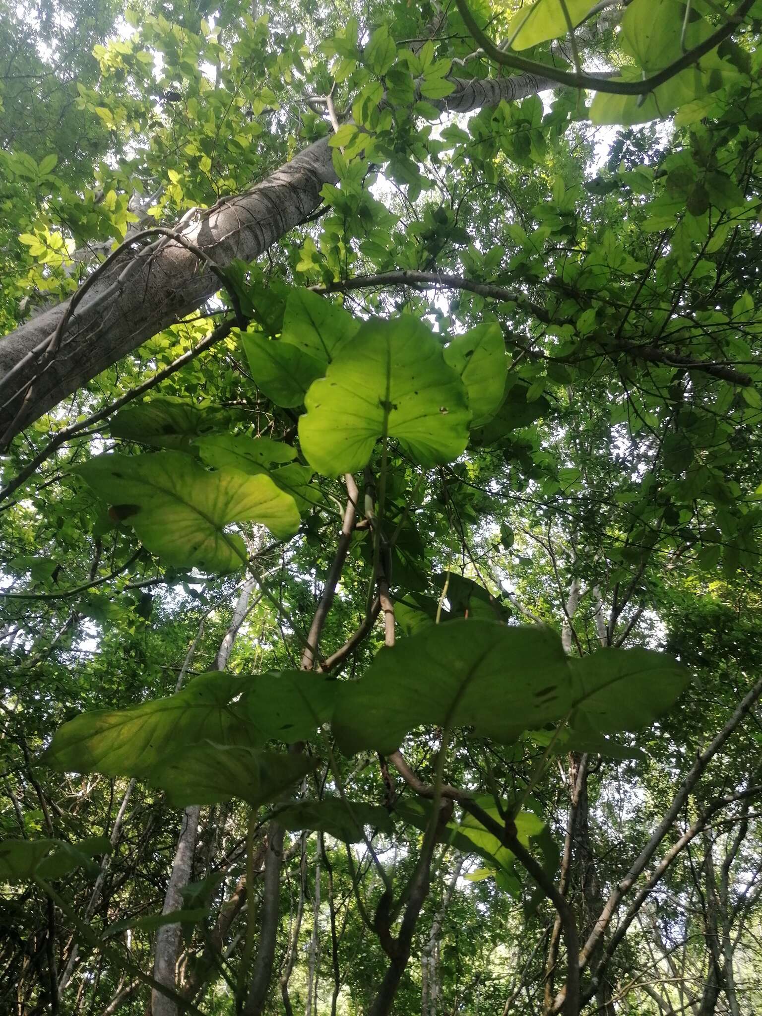 Philodendron jacquinii Schott的圖片