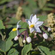 Image of Solanum flaccidum Vell.