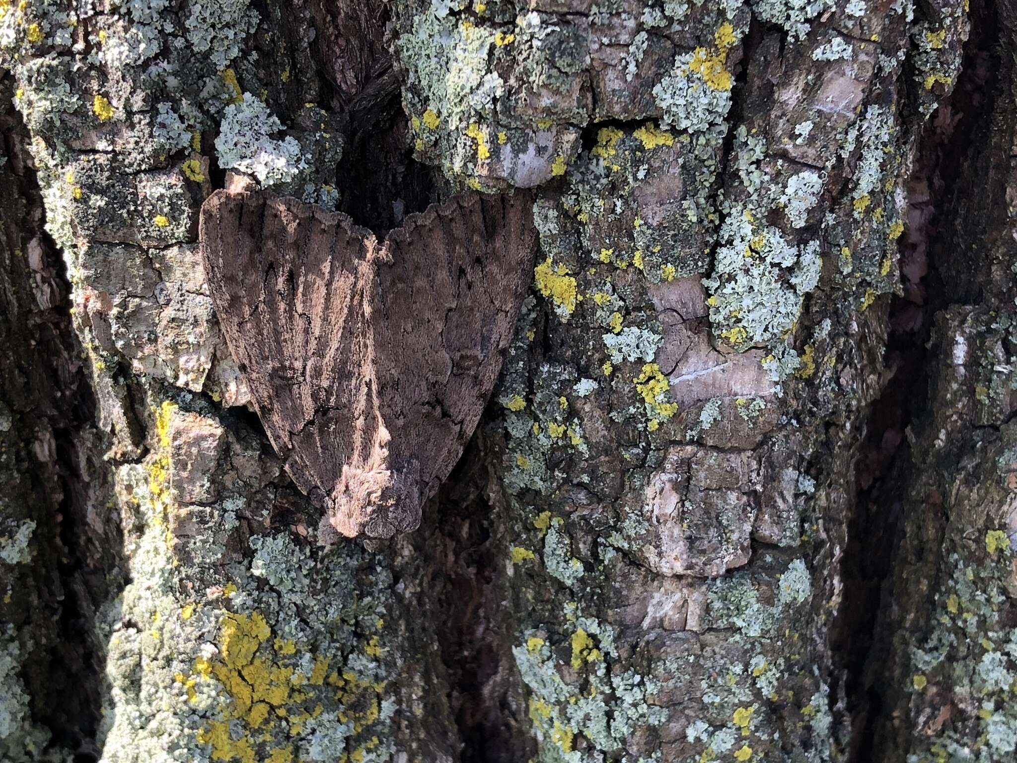 Image of Darling Underwing