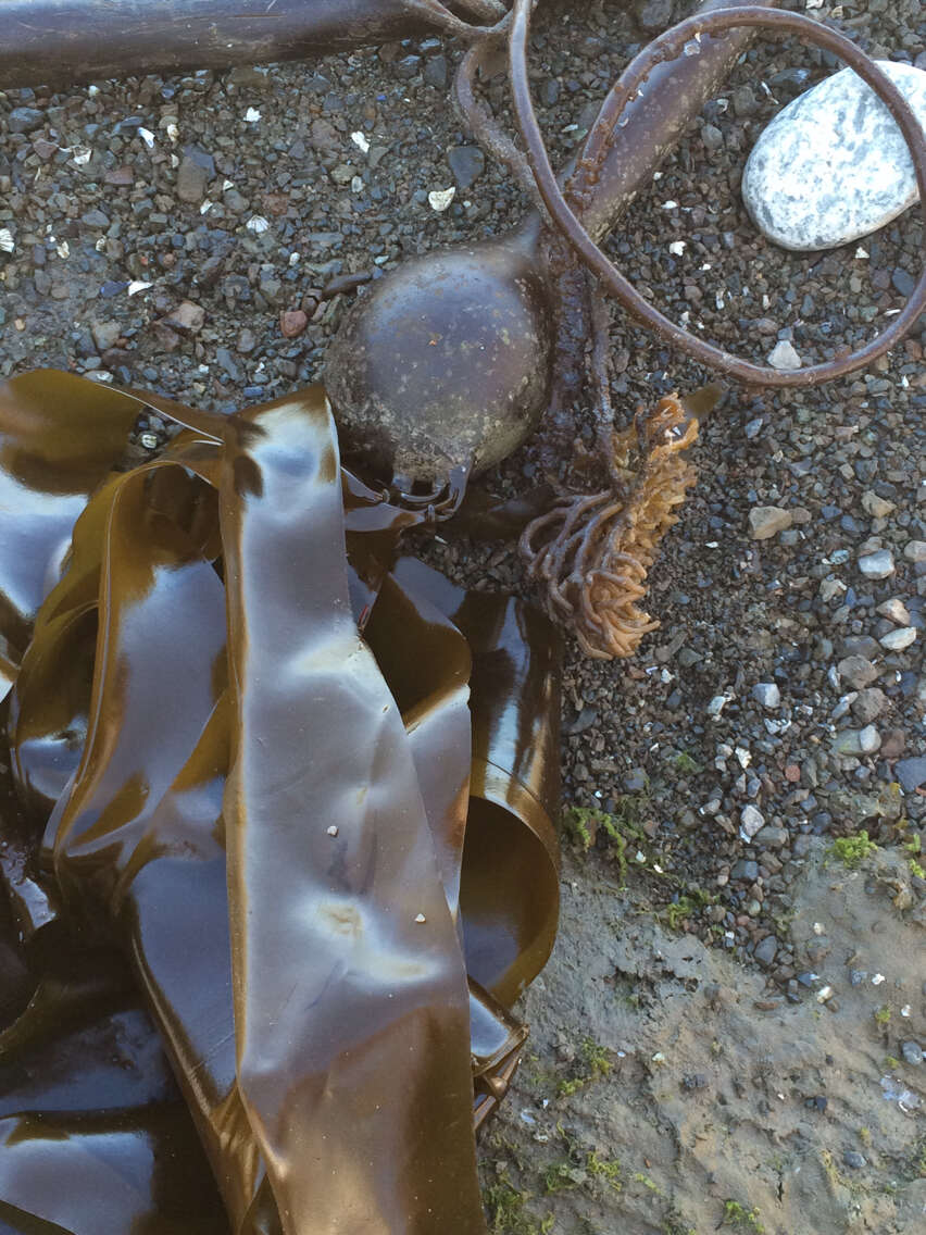 Image of Kelp