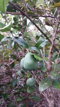 Image of Salacia madagascariensis (Lam.) DC.