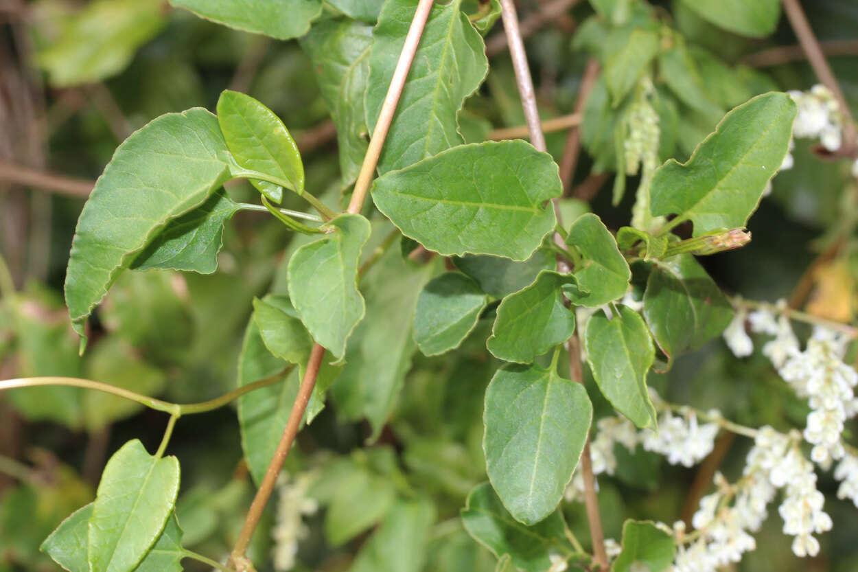 صورة Fallopia baldschuanica (Regel) Holub