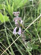 Stachys simplex Schltr.的圖片