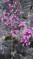 Image of Thymus longiflorus Boiss.