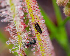 Image de Drosera filiformis var. filiformis