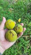 Image of Santol