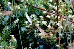 Image of Sedum griseum Praeger