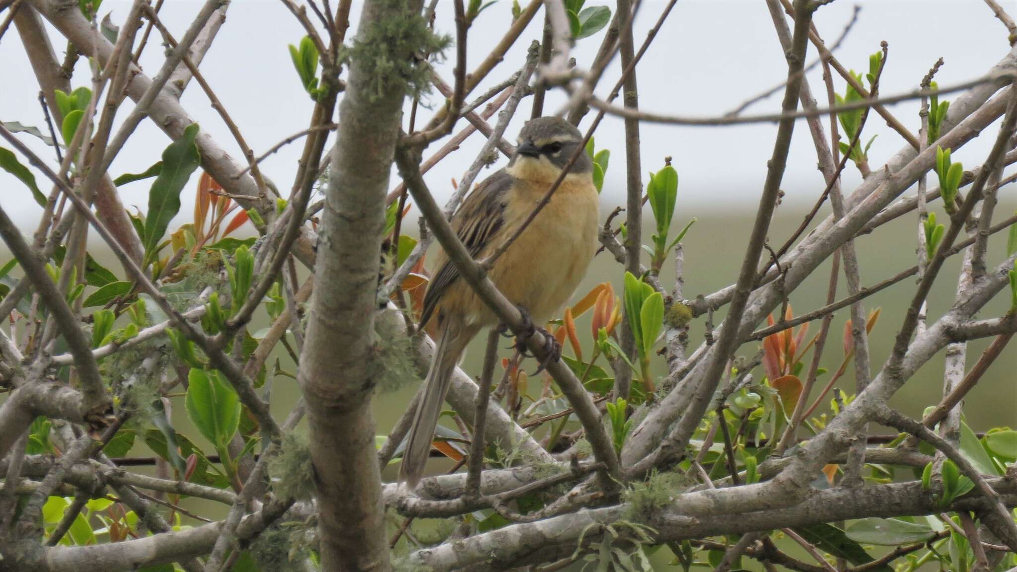 Image of Donacospiza Cabanis 1851