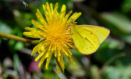 Image of Colias dimera Doubleday 1847